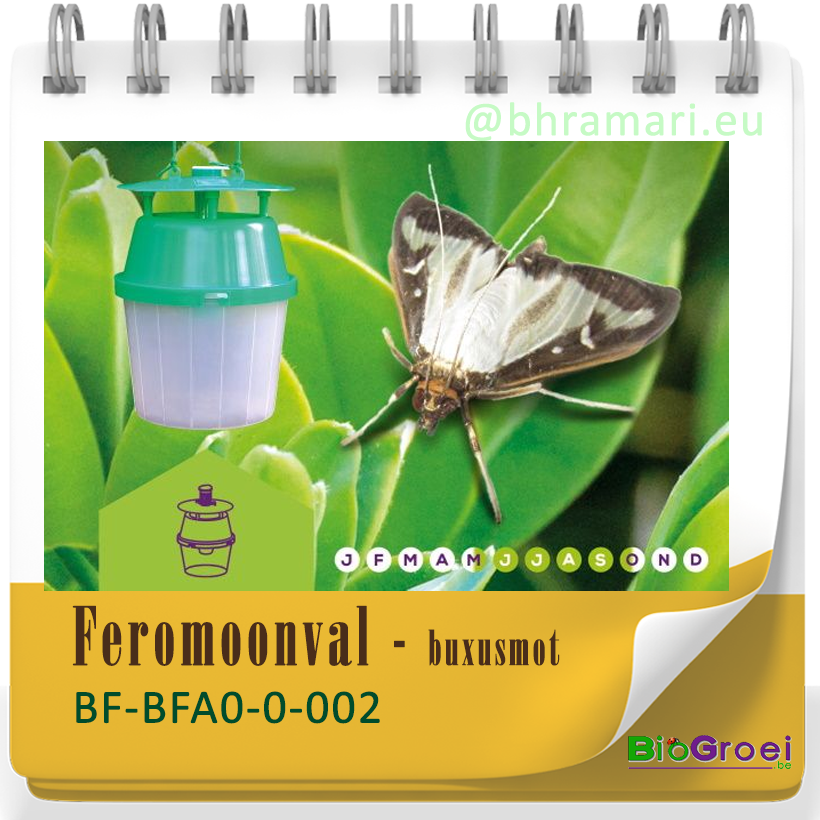 Funnelval buxusmot  incl. 4 feromonen