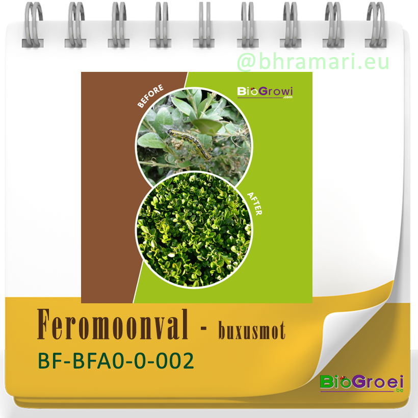 Funnelval buxusmot  incl. 4 feromonen