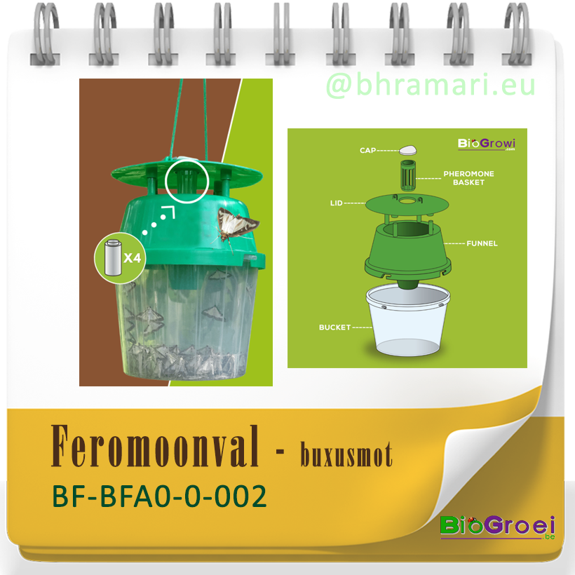 Funnelval buxusmot  incl. 4 feromonen