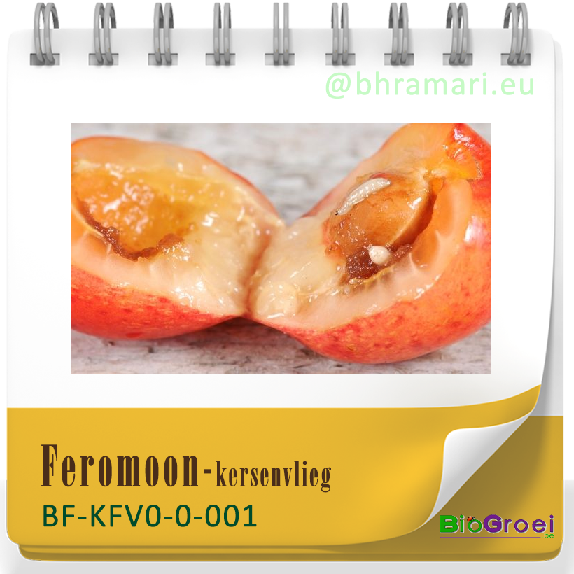 Feromooncapsule kersenvlieg