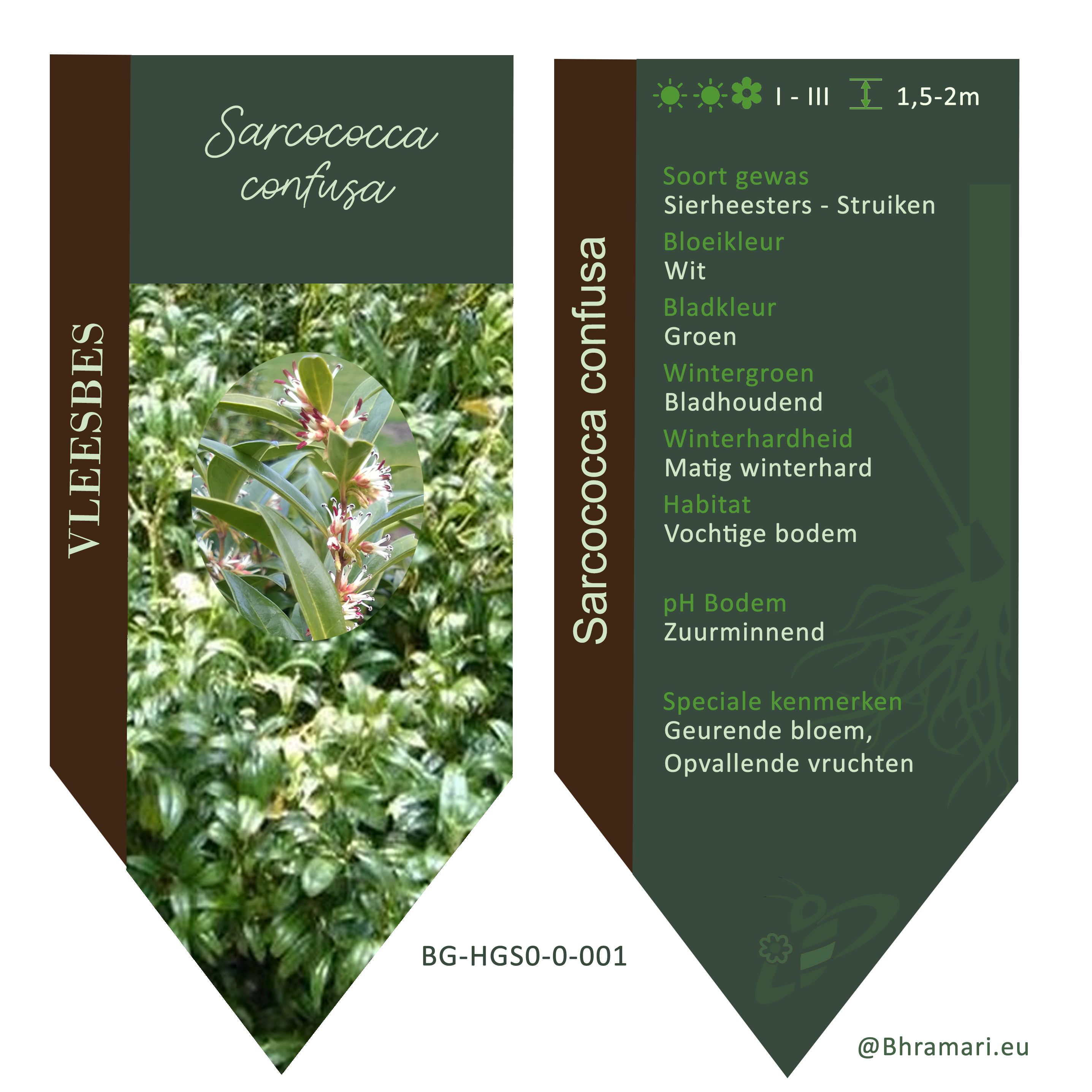 Sarcococca Confusa