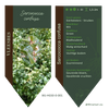 Sarcococca Confusa