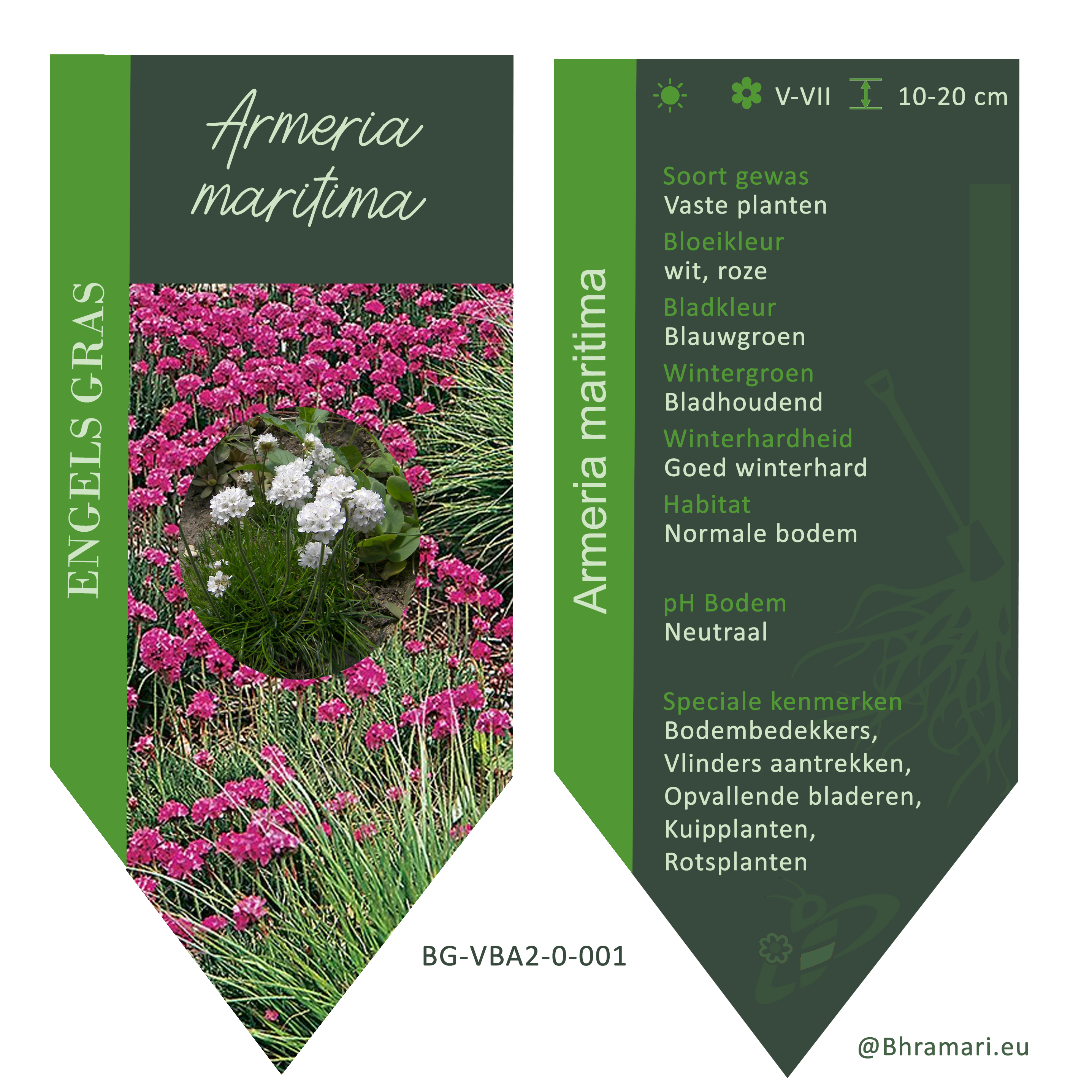 Armeria maritima