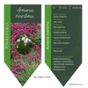 Armeria maritima