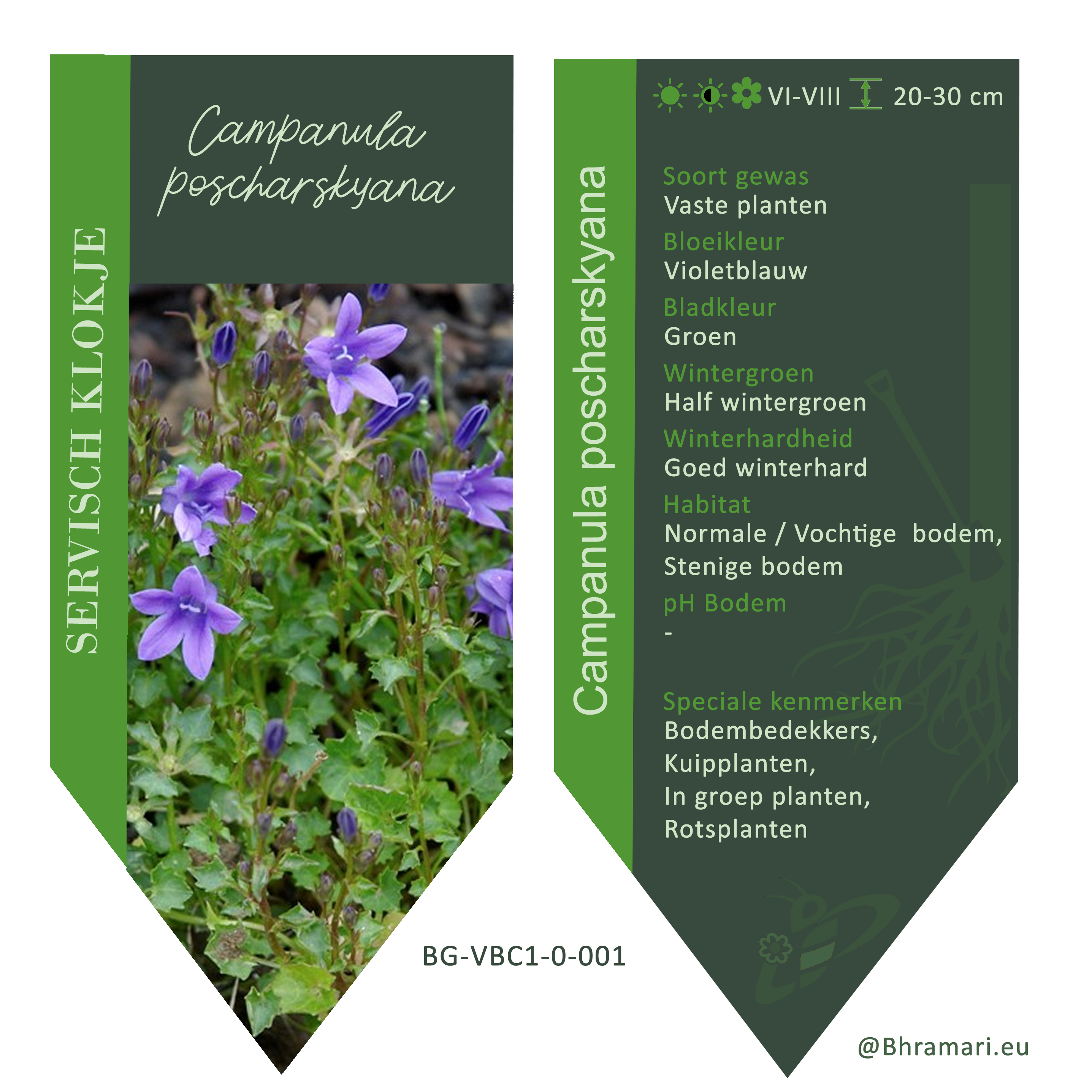 Campanula poscharskyana