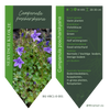 Campanula poscharskyana