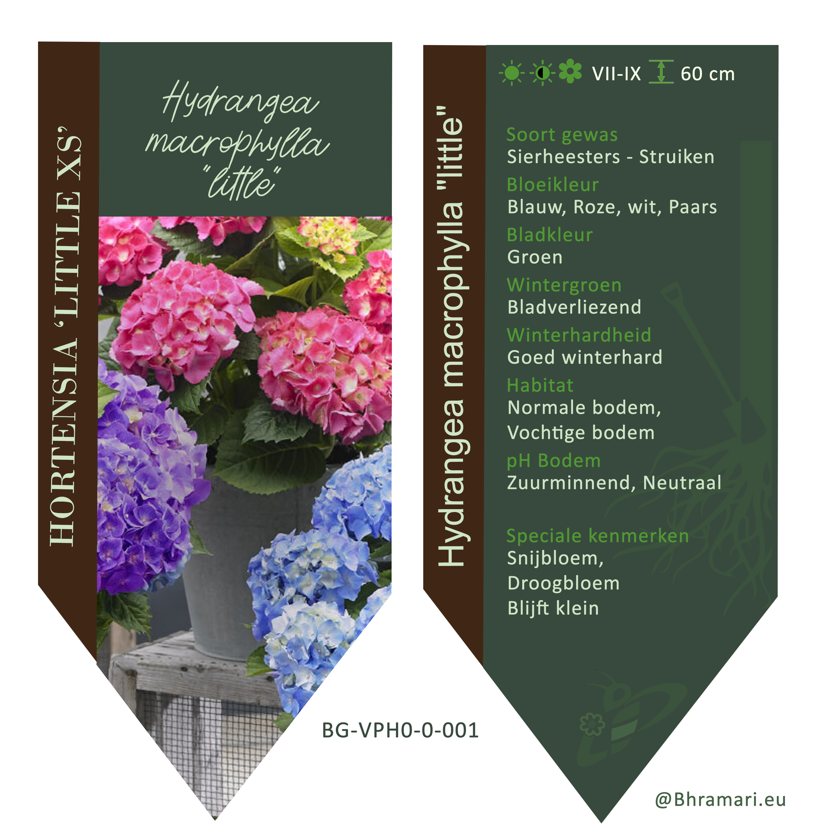 Hydrangea macrophylla 'little'