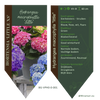 Hydrangea macrophylla 'little'