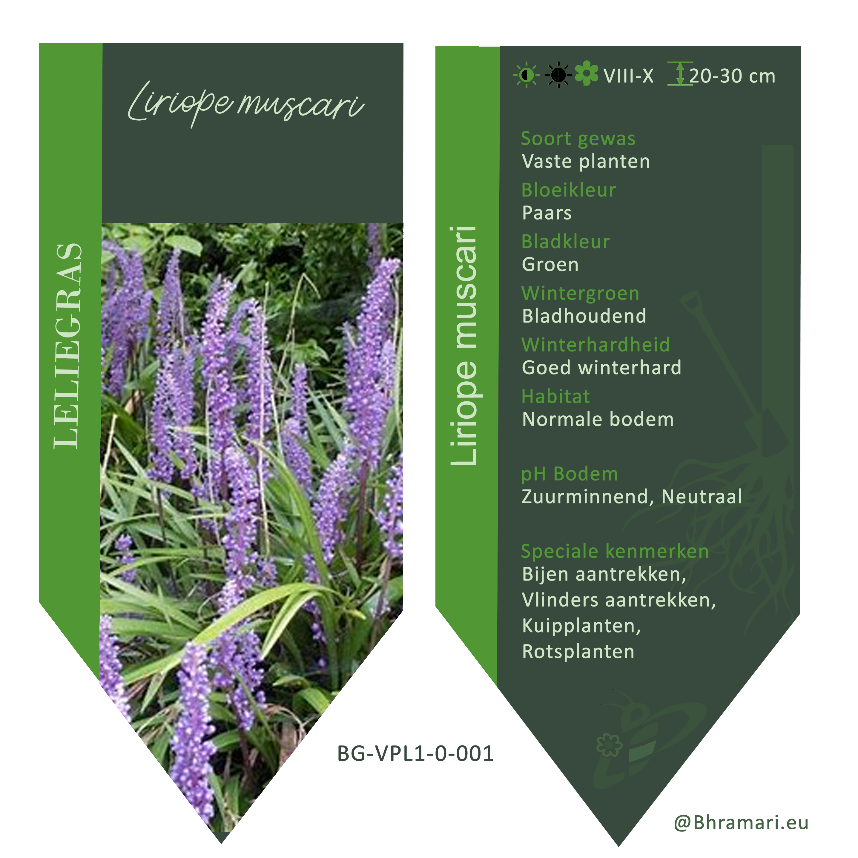 Liriope muscari