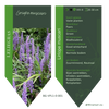Liriope muscari