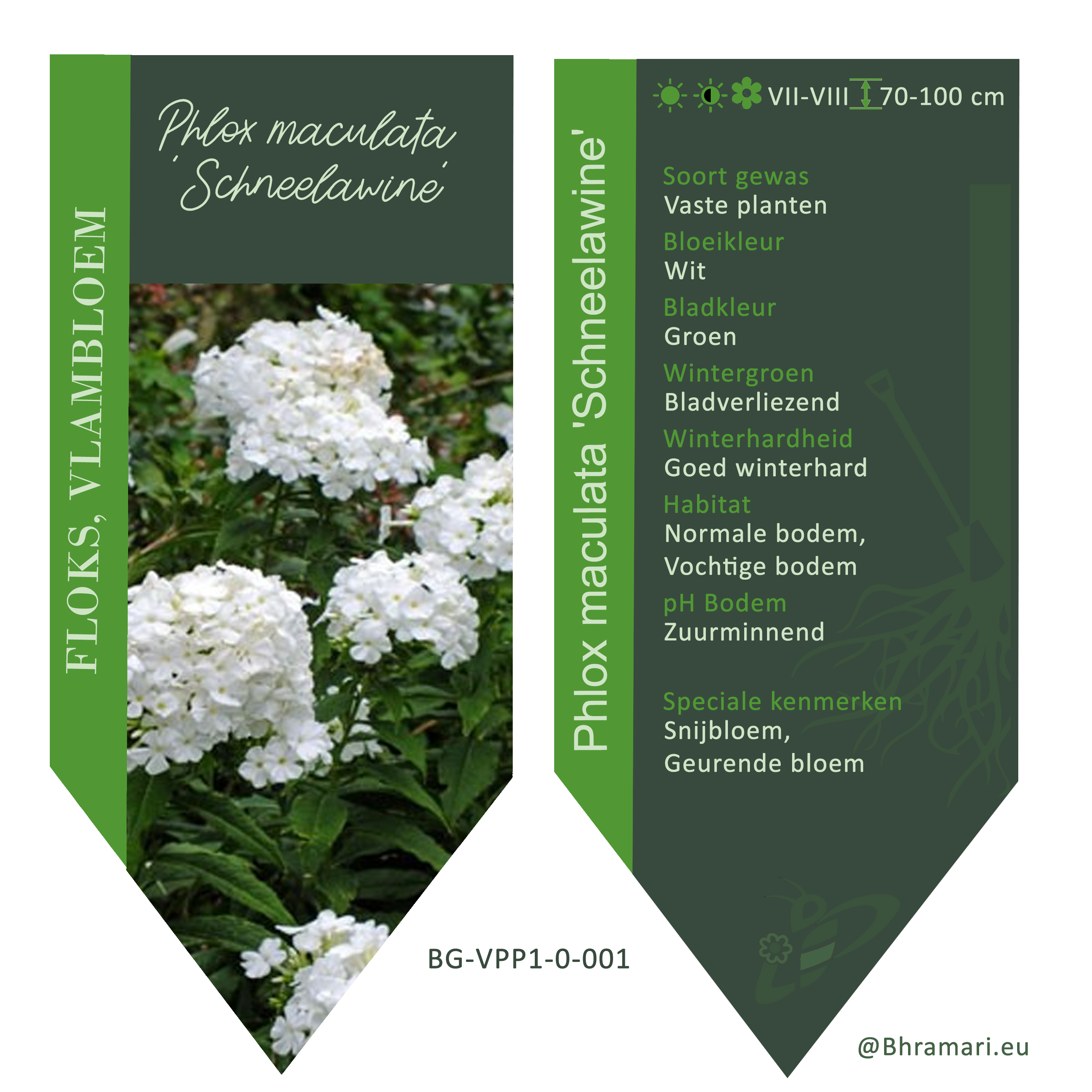 Phlox