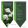 Phlox