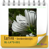 Larven - Lieveheersbeestjes