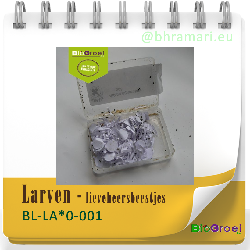 Larven - Lieveheersbeestjes