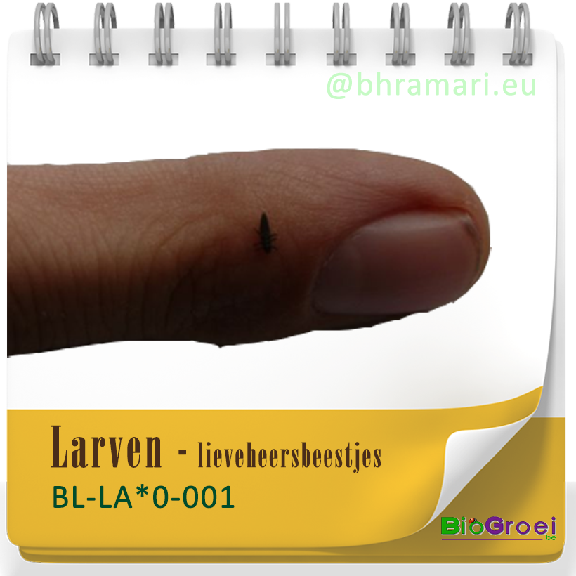 Larven - Lieveheersbeestjes