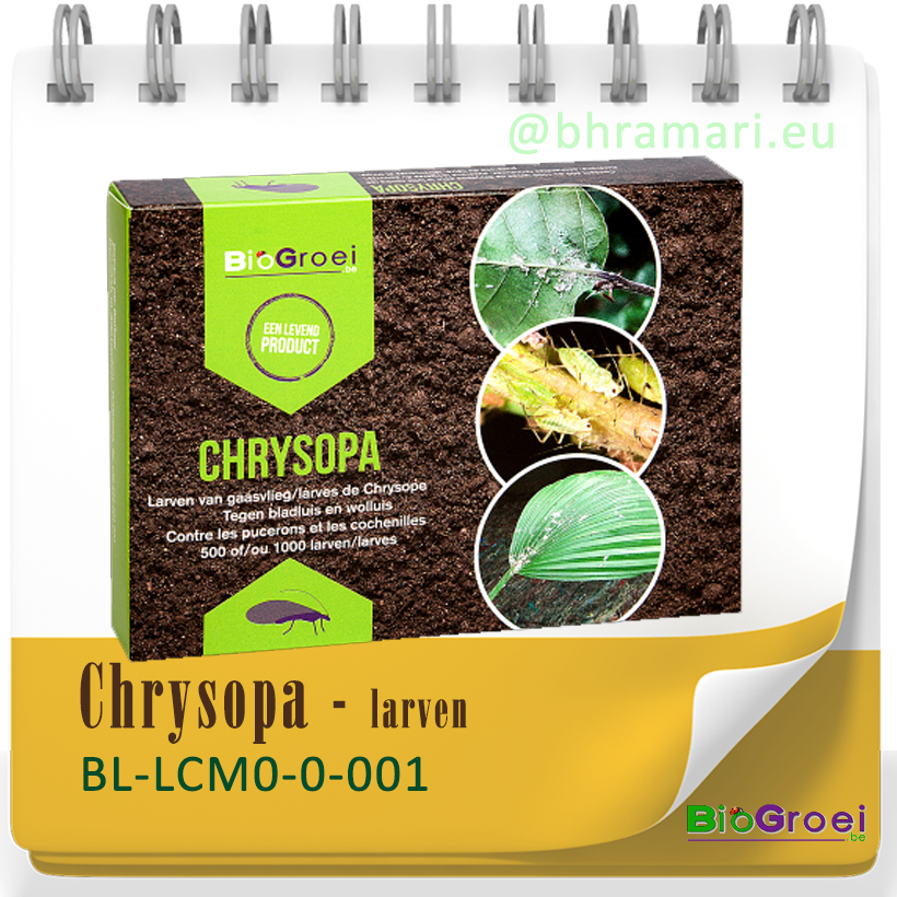 Chrysopa - larven van gaasvlieg tegen bladluis