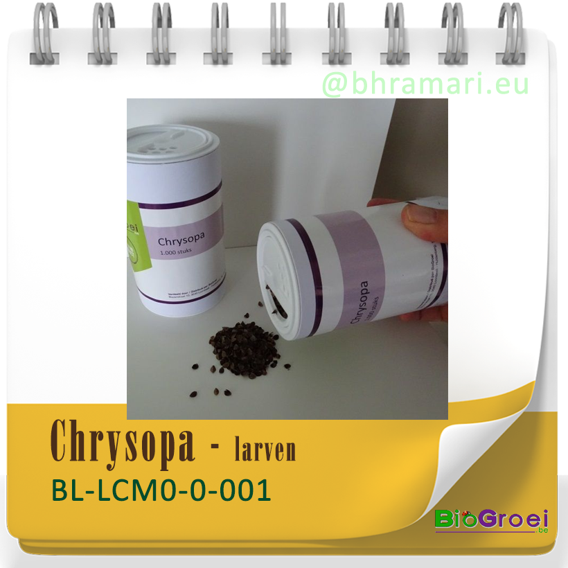 Chrysopa - larven van gaasvlieg tegen bladluis