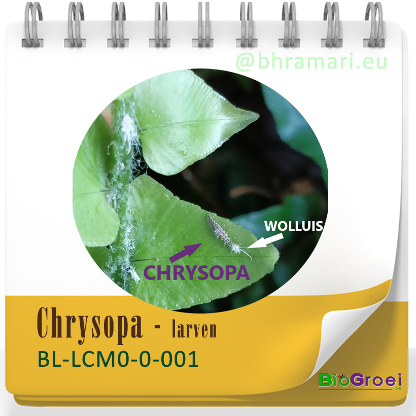 Chrysopa - larven van gaasvlieg tegen bladluis