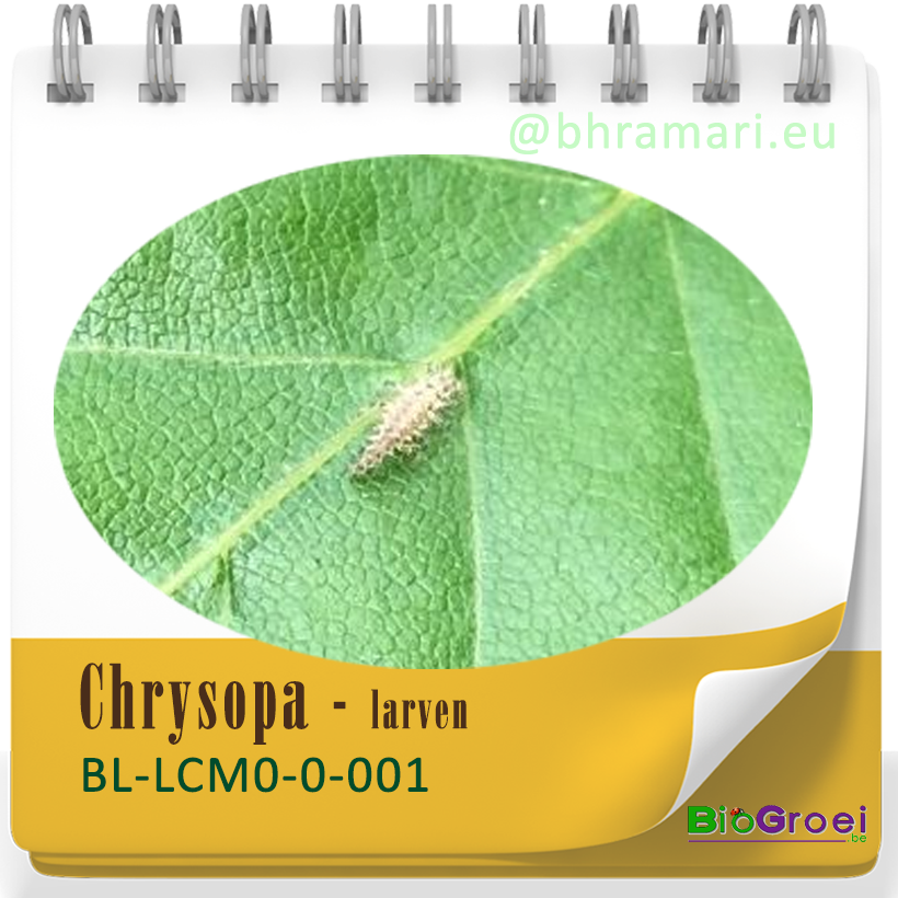 Chrysopa - larven van gaasvlieg tegen bladluis