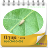 Chrysopa - larven van gaasvlieg tegen bladluis