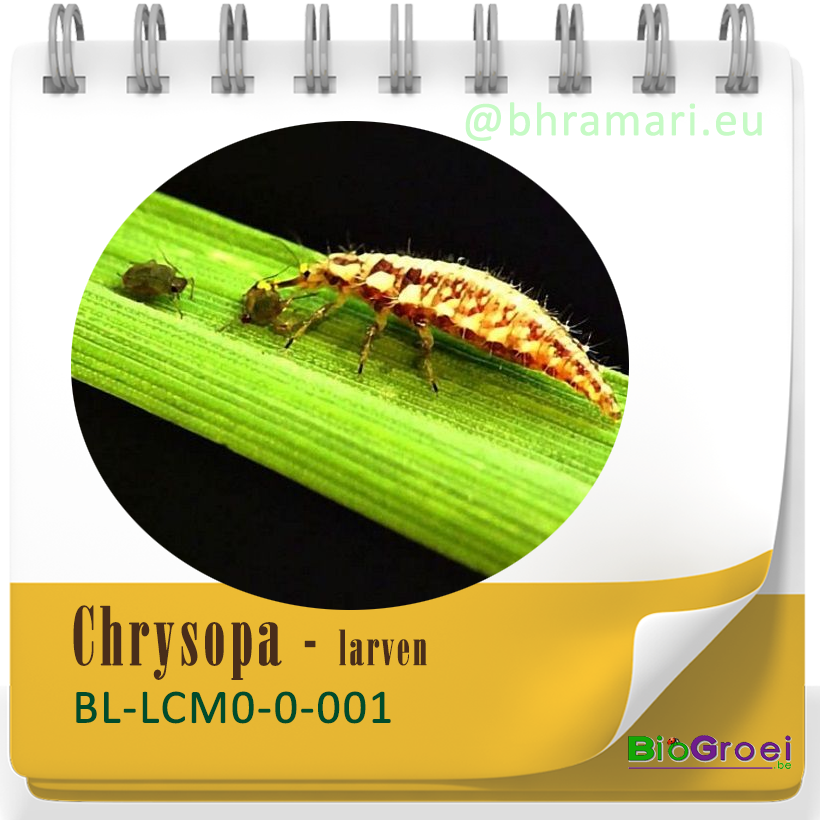 Chrysopa - larven van gaasvlieg tegen bladluis