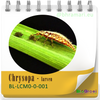 Chrysopa - larven van gaasvlieg tegen bladluis