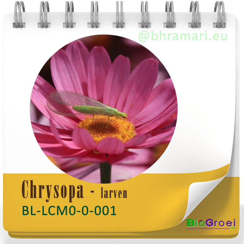 Chrysopa - larven van gaasvlieg tegen bladluis