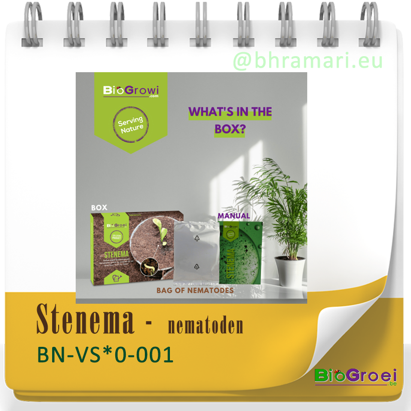 Stenema tegen Varenrouwmug
