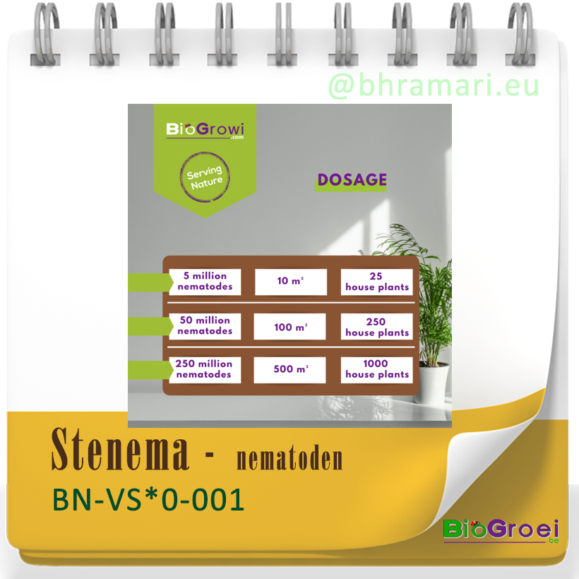 Stenema tegen Varenrouwmug