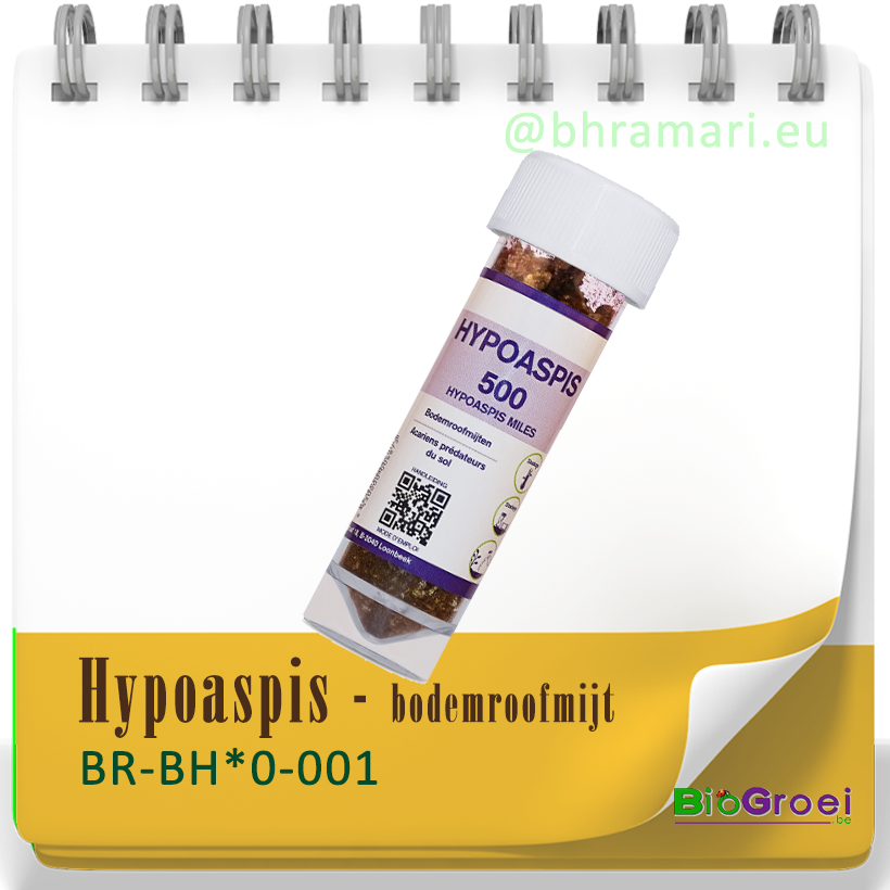 Hypoaspis - Bodemroofmijt