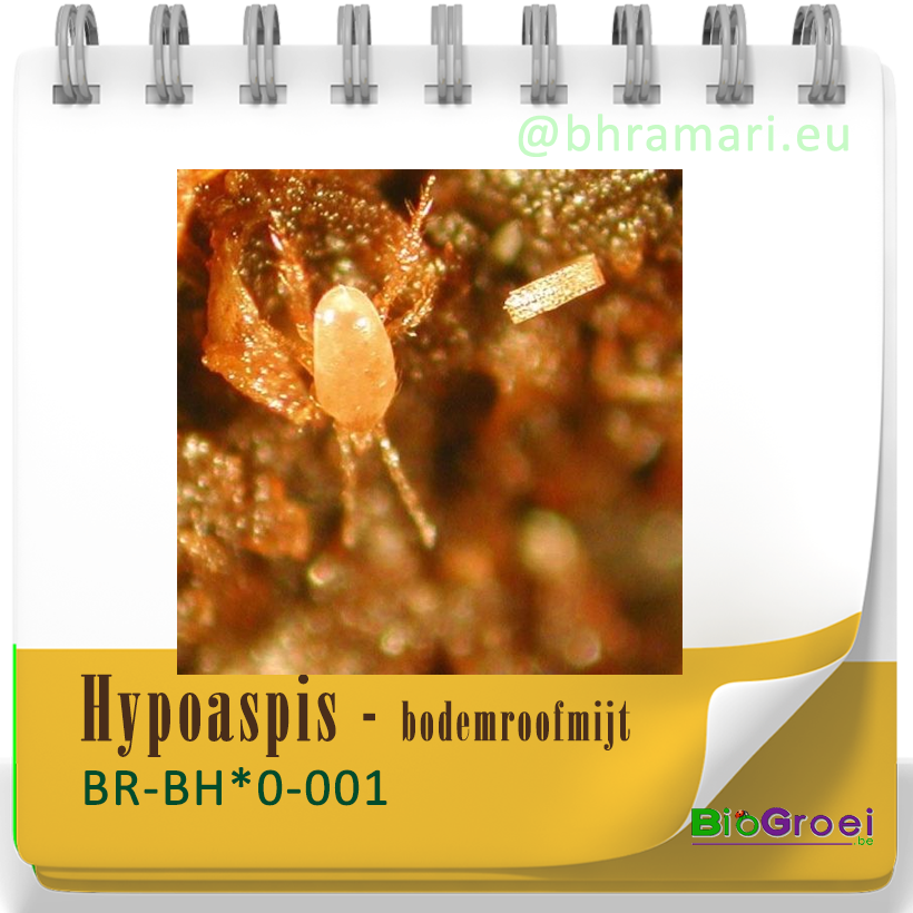 Hypoaspis - Bodemroofmijt