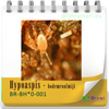 Hypoaspis - Bodemroofmijt