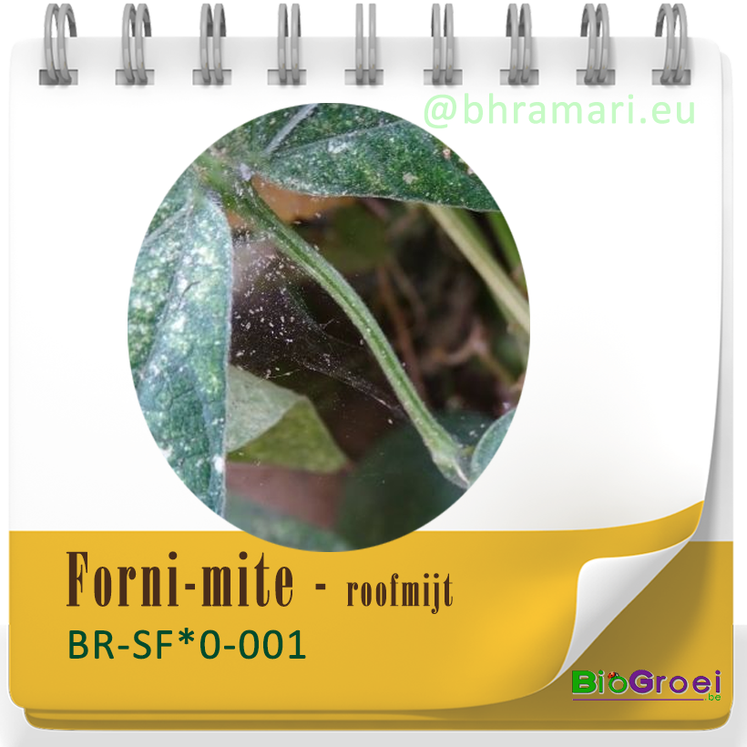 Forni-mite - roofmijt tegen spint