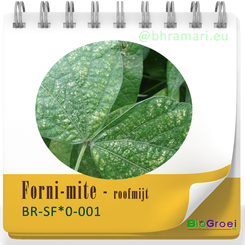 Forni-mite - roofmijt tegen spint
