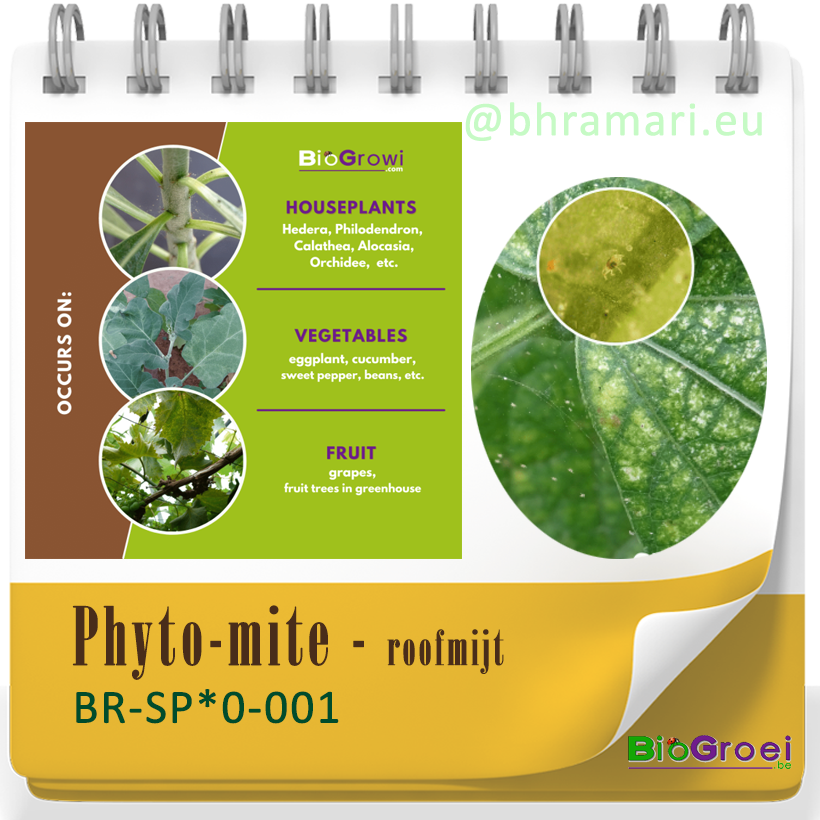 Phyto-mite - roofmijt tegen spint