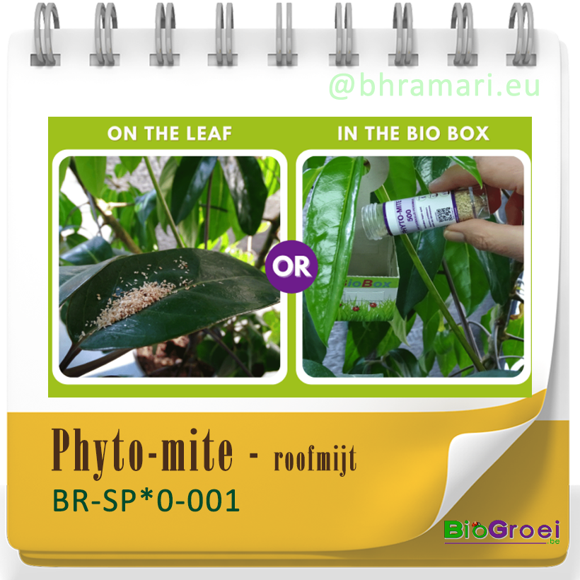 Phyto-mite - roofmijt tegen spint