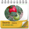 Encarsia - sluipwesp tegen witte vlieg