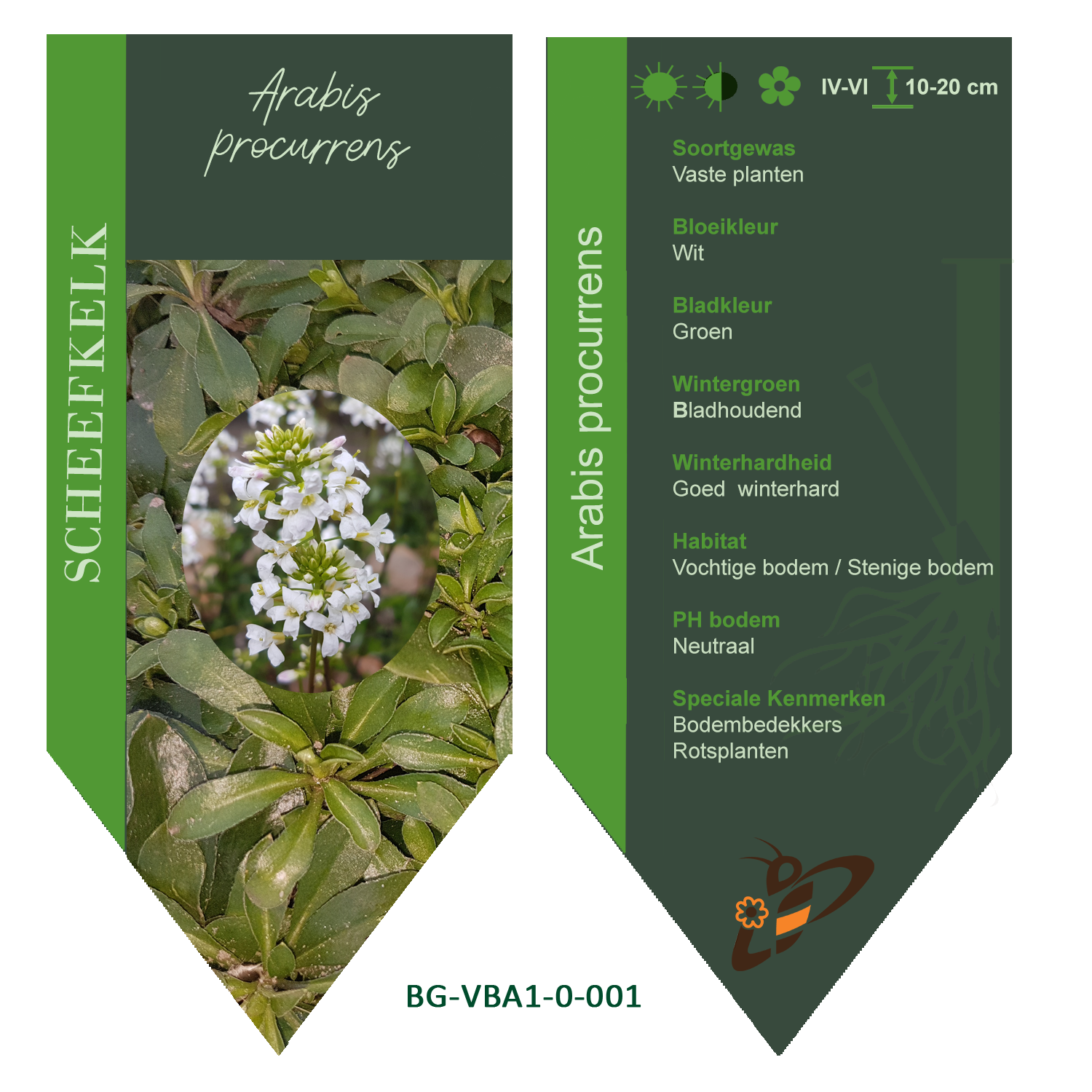 Arabis procurrens