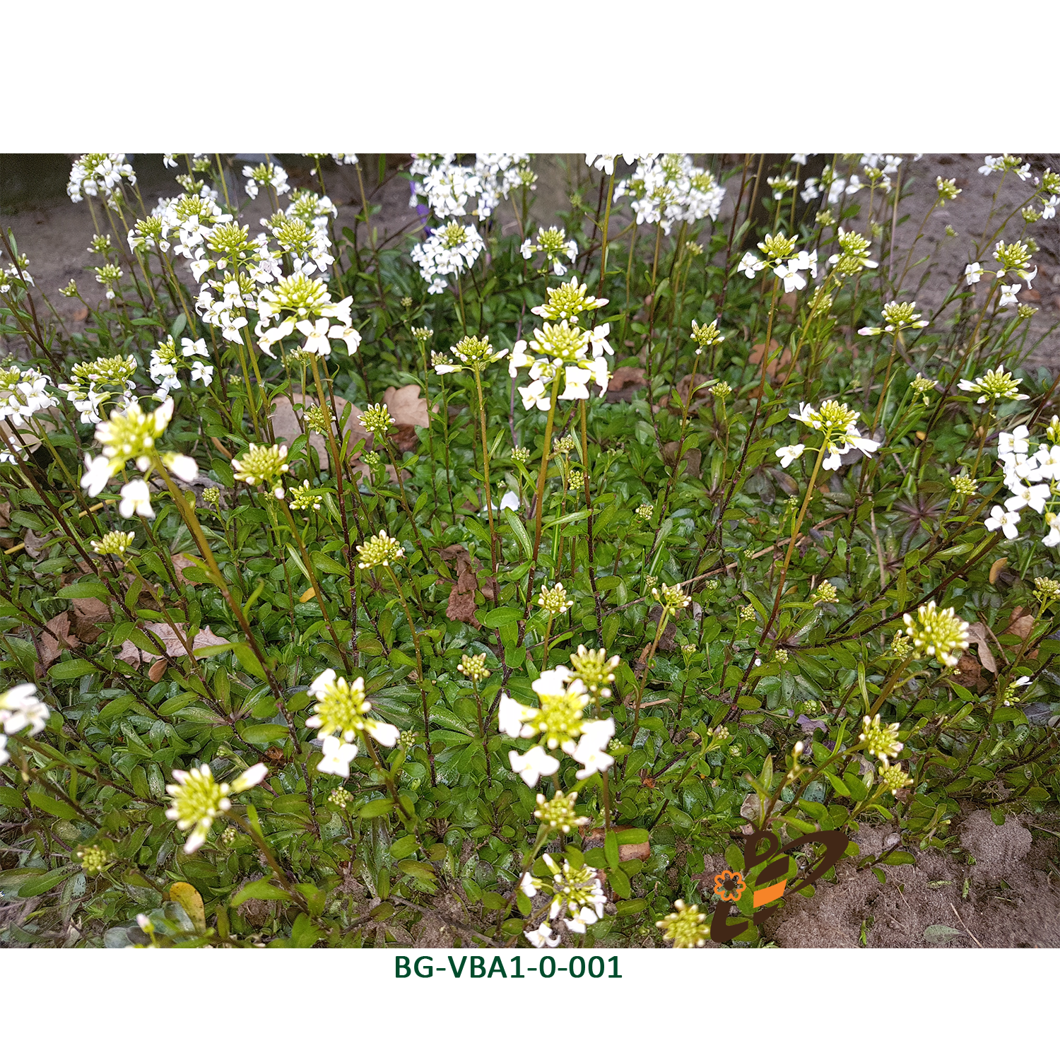 Arabis procurrens