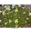 Arabis procurrens