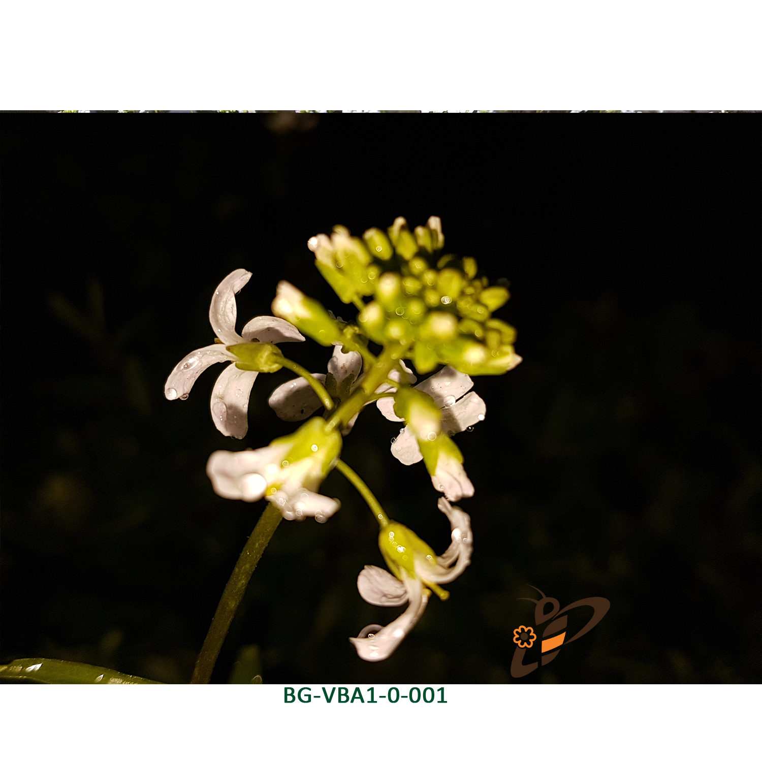 Arabis procurrens