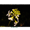Arabis procurrens