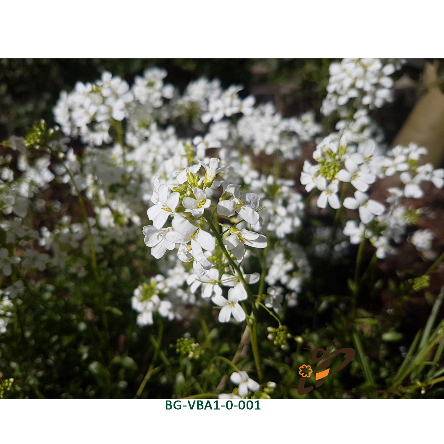 Arabis procurrens