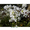 Arabis procurrens