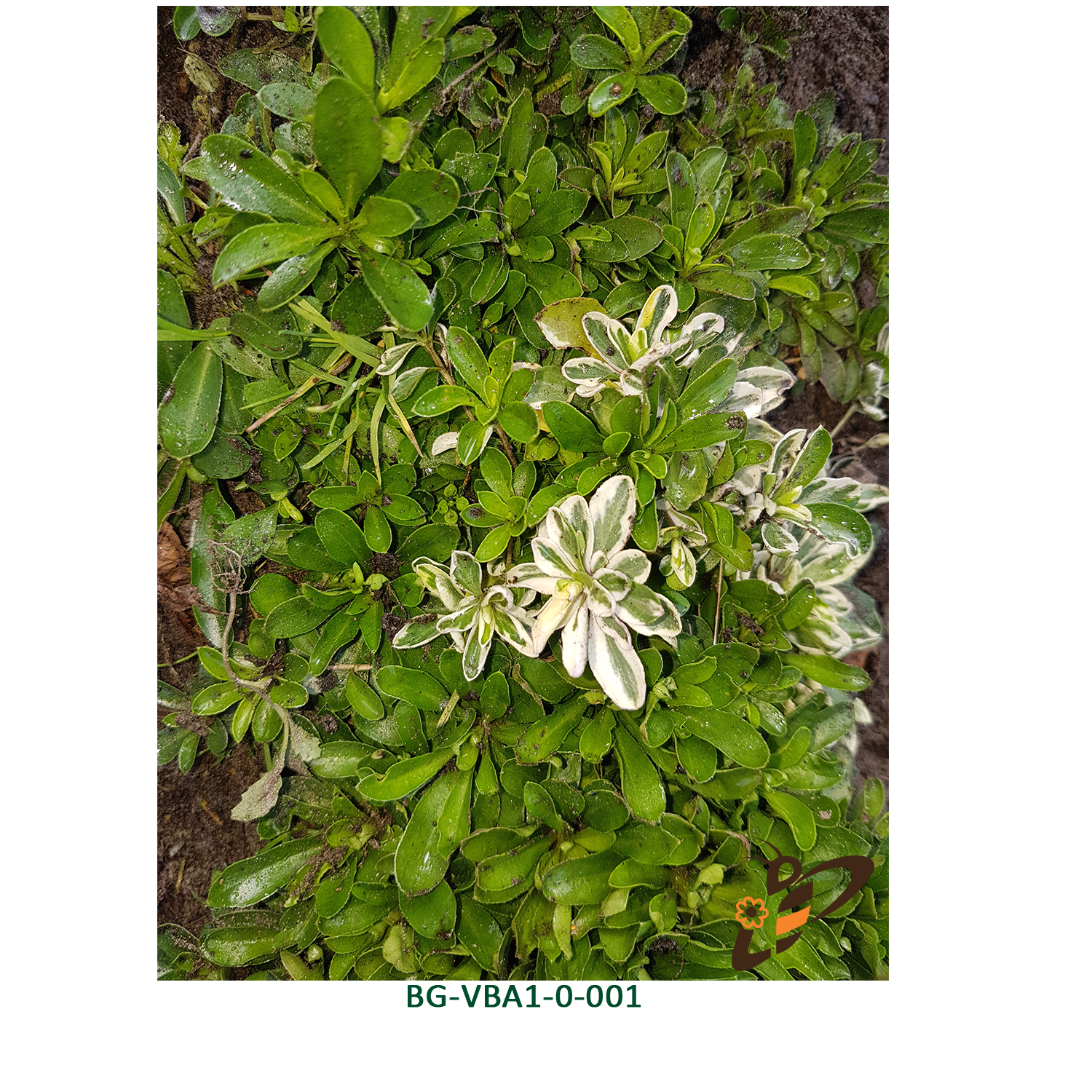 Arabis procurrens