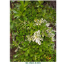 Arabis procurrens