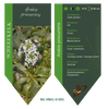 Arabis procurrens