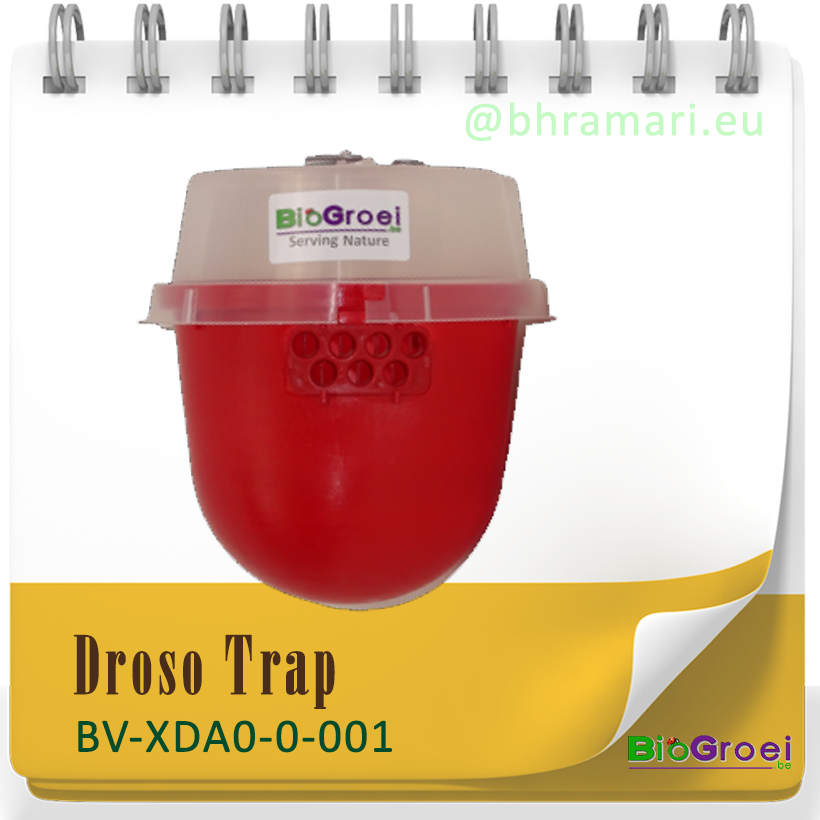 Droso trap - Fruitvliegjes val