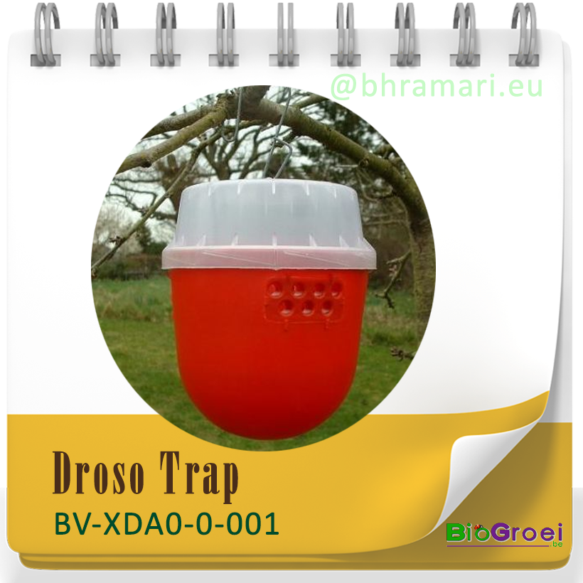 Droso trap - Fruitvliegjes val