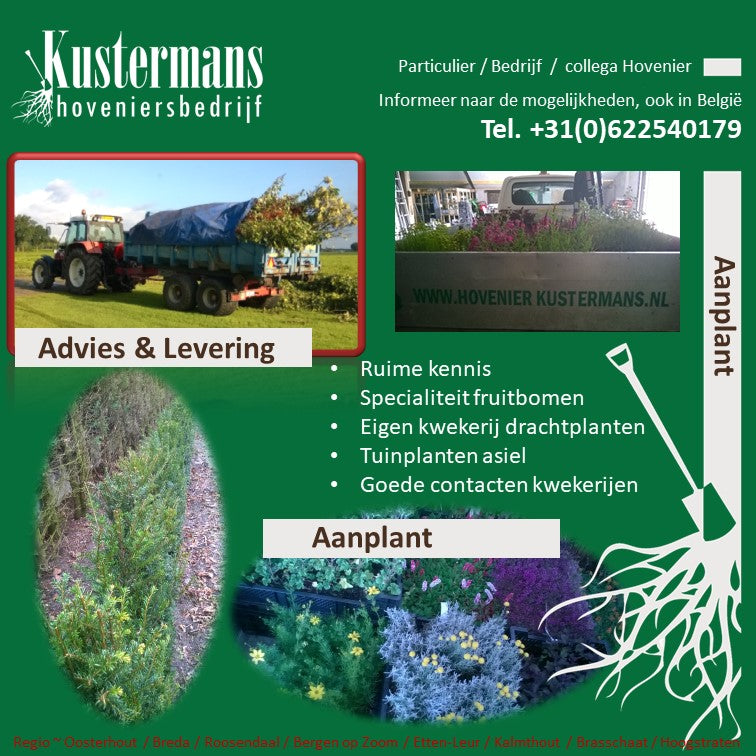 Aanplant